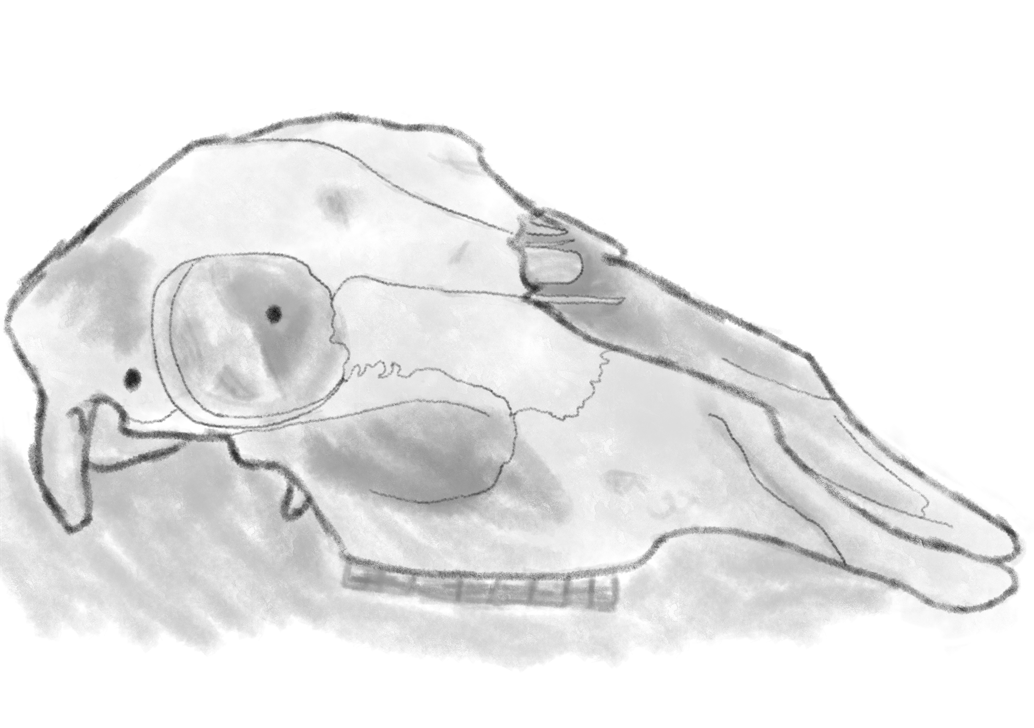 skull